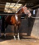 Ranches Flame, 16hh Driving Gelding 