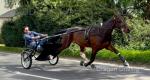 Ranches Flame, 16hh Driving Gelding 