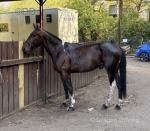 Ranches Flame, 16hh Driving Gelding 