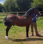 Parcybedw Billy-Joel, Welsh Section C Colt