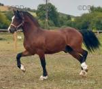 Parcybedw Billy-Joel, Welsh Section C Colt