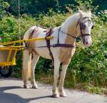 Ride and Drive Gelding 