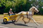Ride and Drive Gelding 