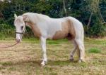 Ride and Drive Gelding 