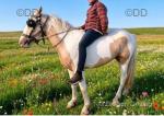 Ride and Drive Gelding 