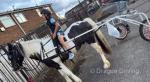 Captain, Ride and Drive Gelding 