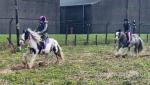 13.1hh Riding Mare