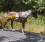 15hh Ride and Drive Mare