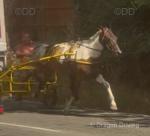 15hh Ride and Drive Mare