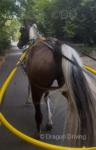 15hh Ride and Drive Mare