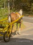 15hh Ride and Drive Mare