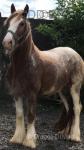 Gelding 