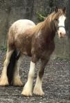 Gelding 