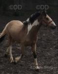 Gelding