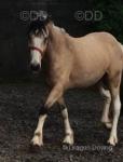 Gelding