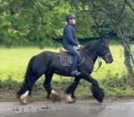 Rupert, 14.3hh Riding Gelding 