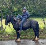 Rupert, 14.3hh Riding Gelding 