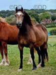 14.1hh Welsh Section D Broodmare