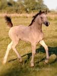14.1hh Welsh Section D Broodmare