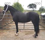Welsh Section D Filly