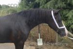 Welsh Section D Filly
