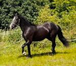 Welsh Section D Filly