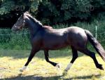 Welsh Section D Filly