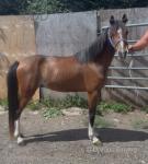 Hackney Gelding 
