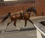 Hackney Gelding 