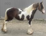 Filly