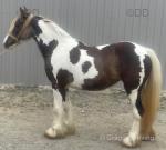Filly