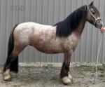 12hh Gelding 