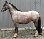 12hh Gelding 