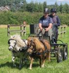 Shetland Driving Mare