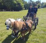 Shetland Driving Mare