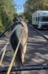14hh Ride and Drive Gelding 