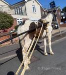 14hh Ride and Drive Gelding 