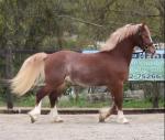 Welsh Section D Gelding