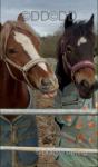 Welsh Section D Gelding