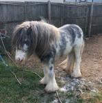 Mare in Foal & Stallion 