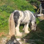 Mare in Foal & Stallion 
