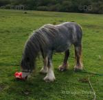 Mare in Foal & Stallion 