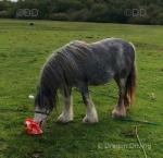 Mare in Foal & Stallion 