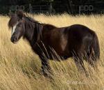Lone Star, Colt