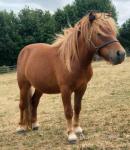 Shetland Colt