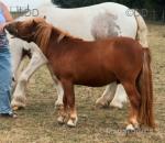 Shetland Colt