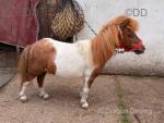 Shetland Mare Possibly in Foal