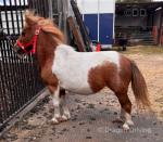Shetland Mare Possibly in Foal
