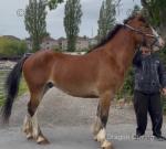 Connor, 15.1hh Clydesdale x Gelding  
