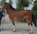 Connor, 15.1hh Clydesdale x Gelding  